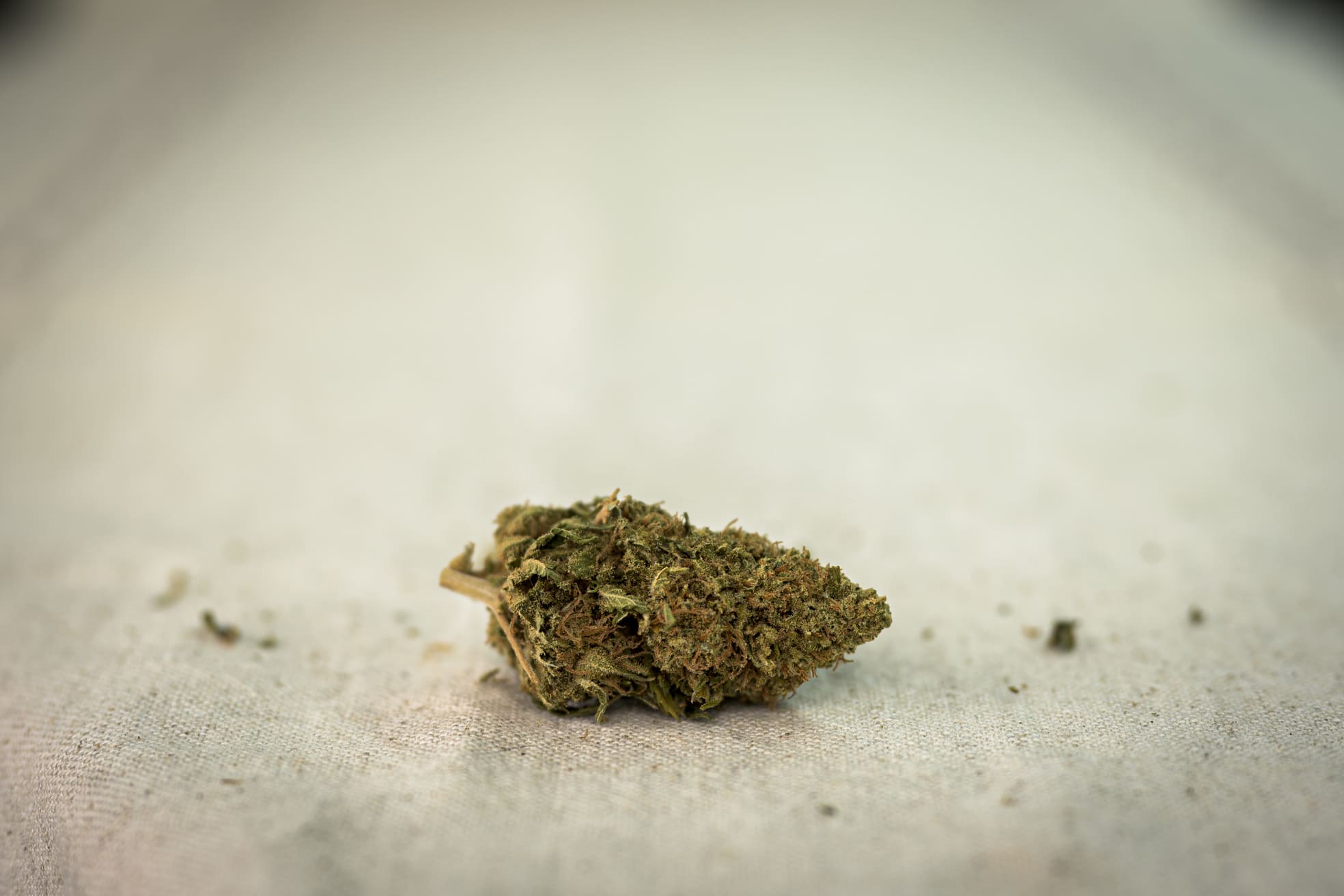 Second image of Phenotype P98