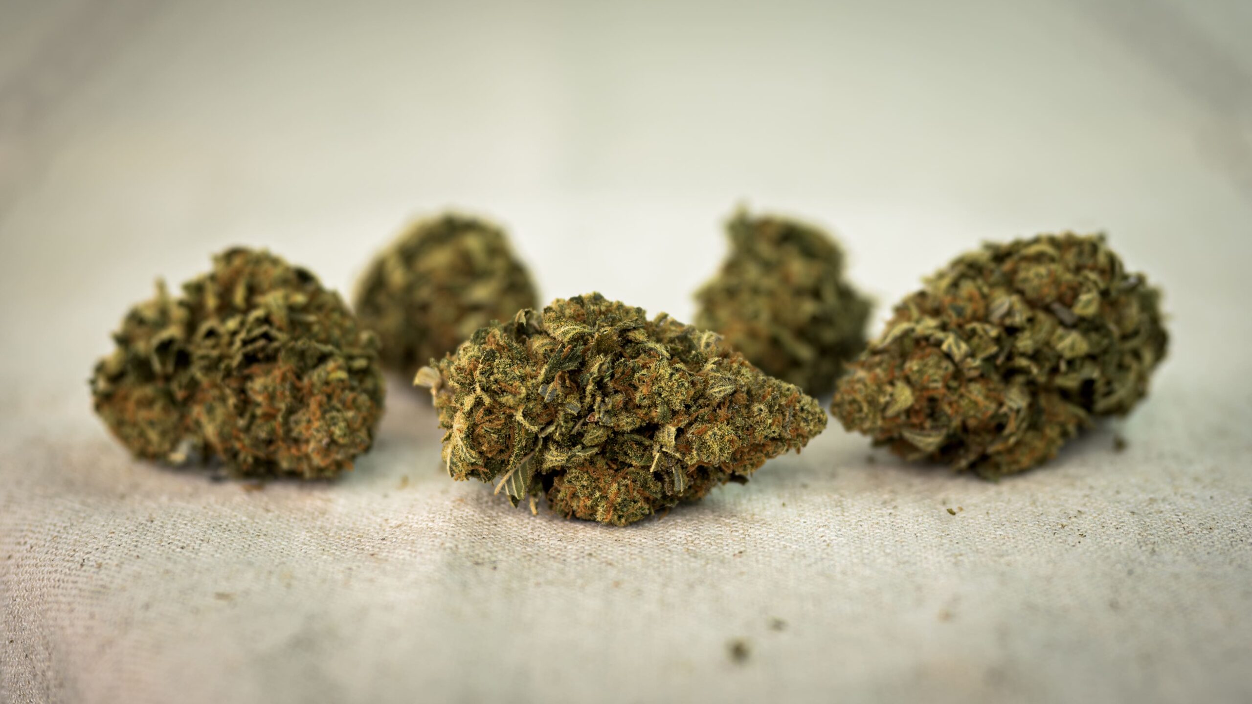 Druhý obrázek Sada pro výběr květů z konopí a CBD „5 Stars“