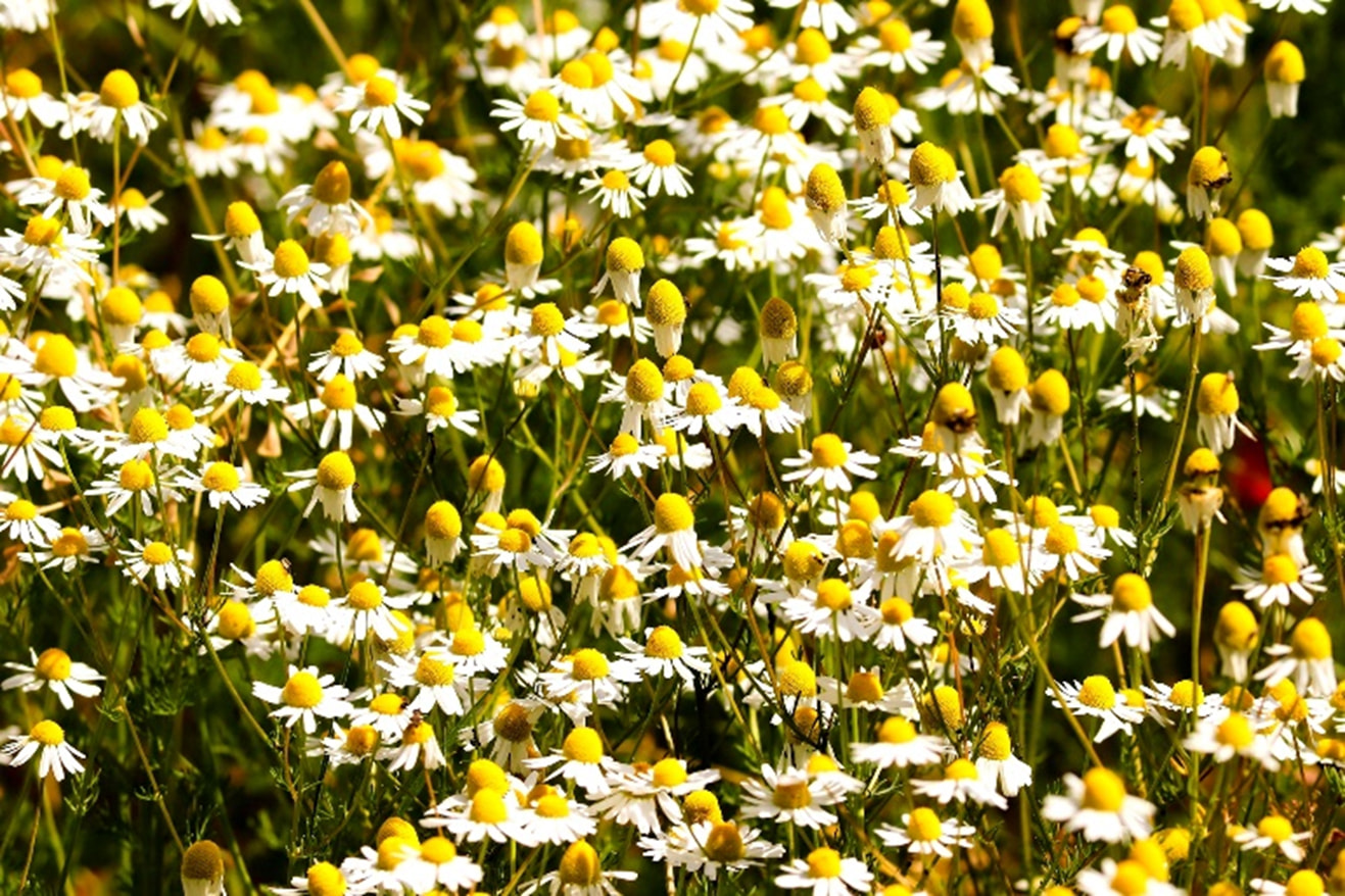 Chamomile Flower