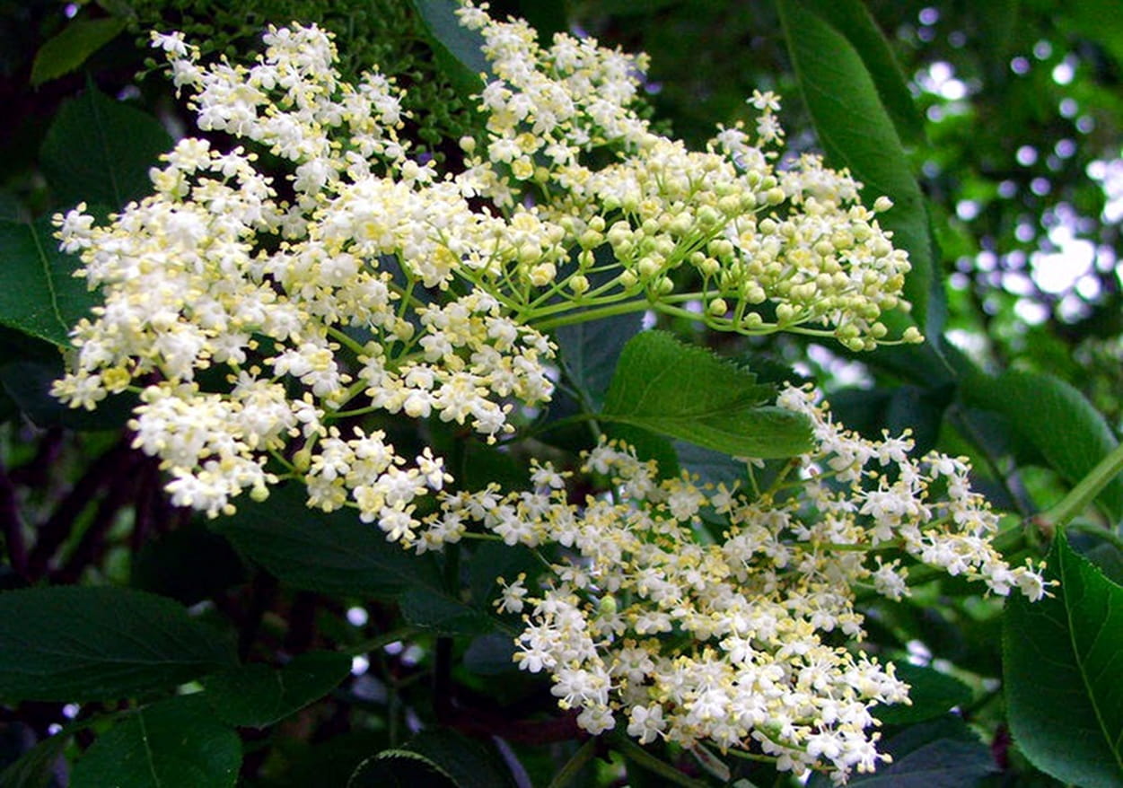 Elderflower