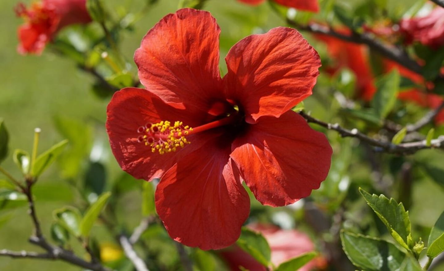 Hibiscus Flower