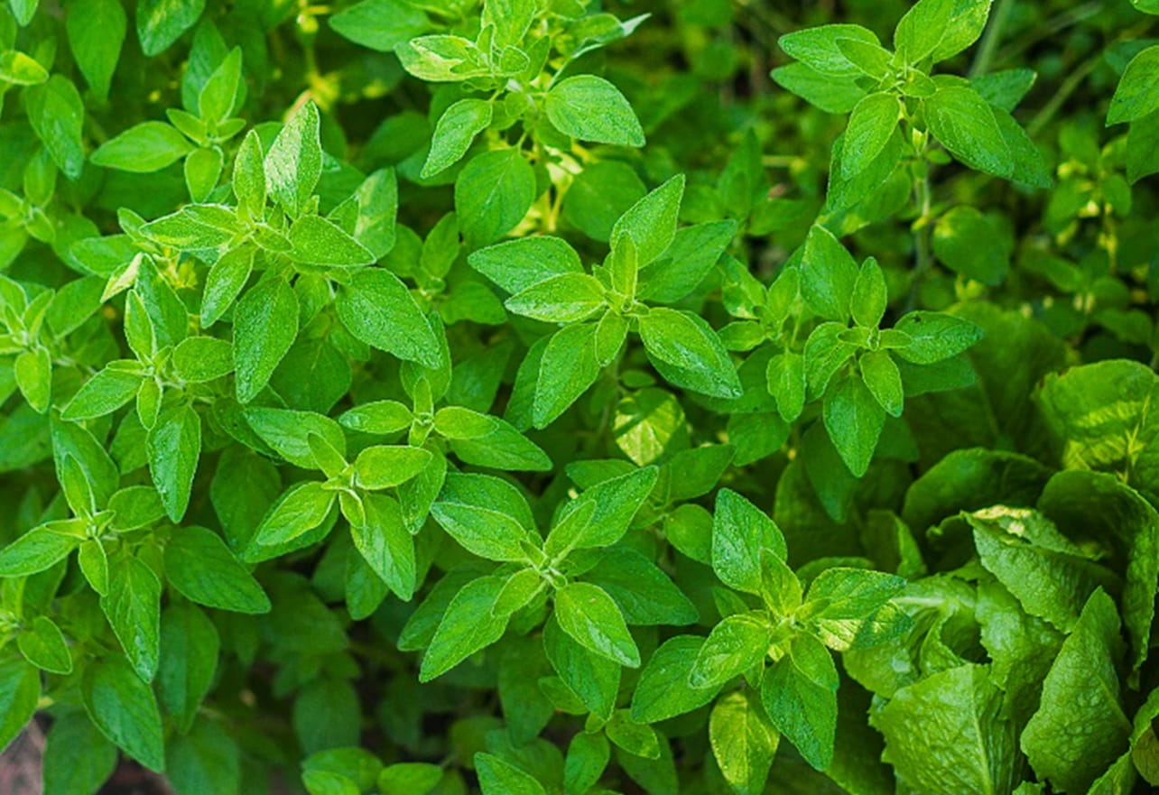 Oregano