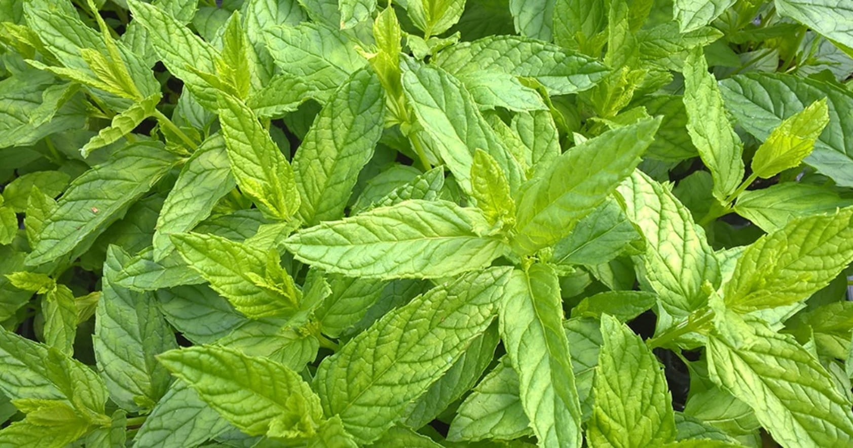 Peppermint Leaf