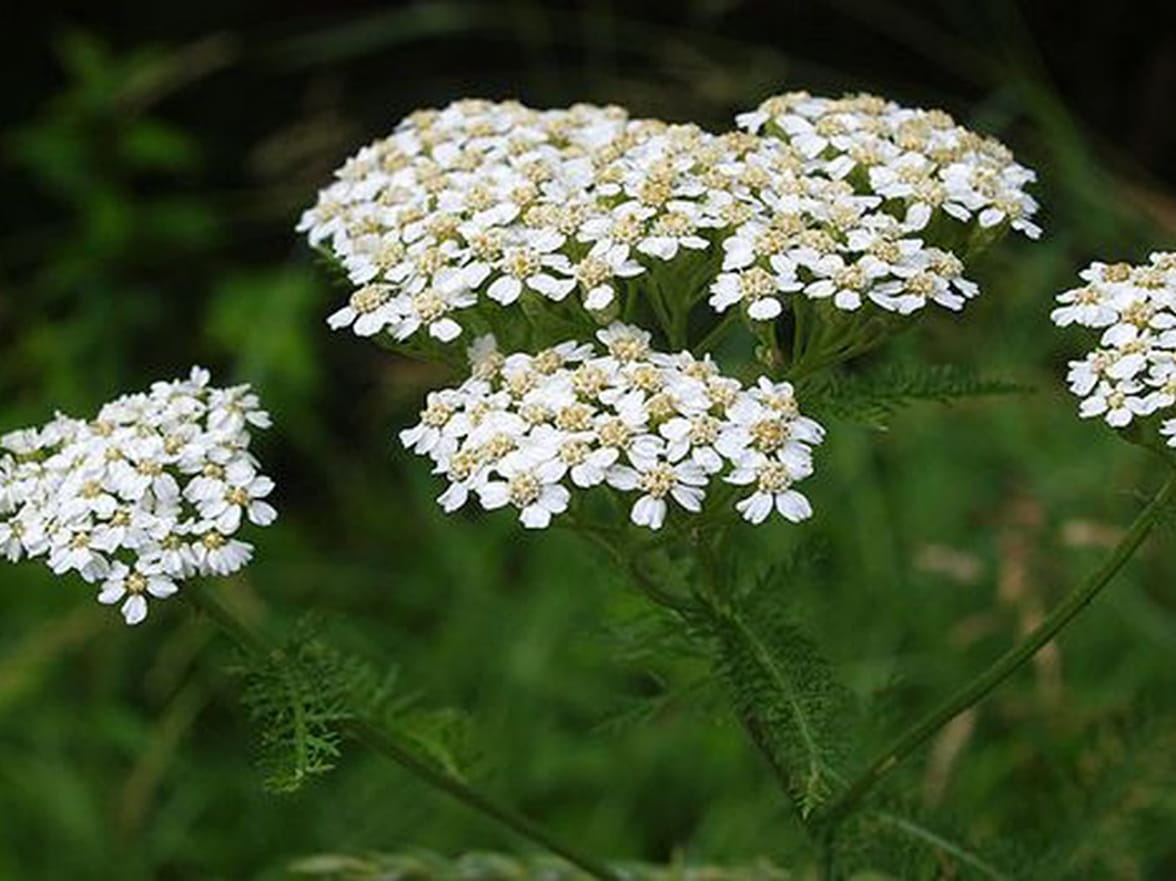 Common Yarrow